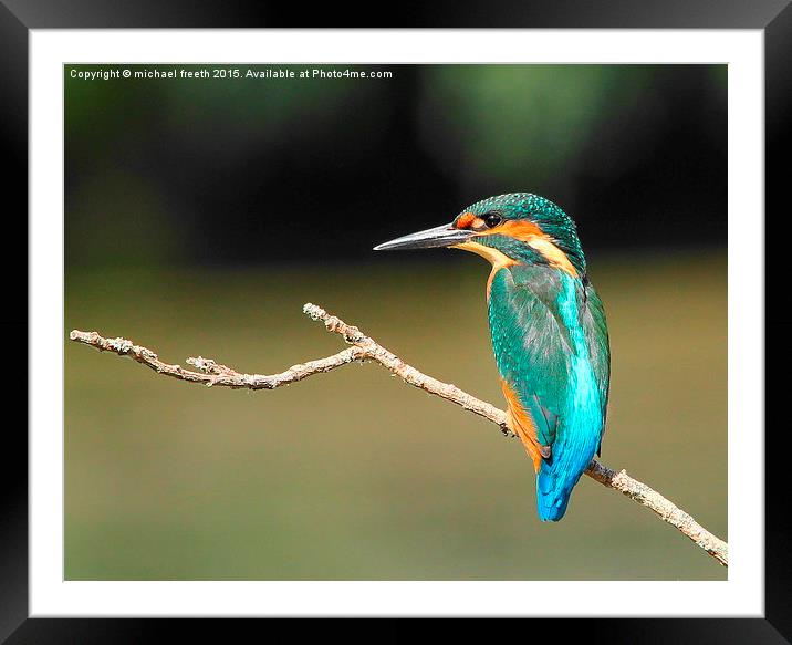  Kingfisher Framed Mounted Print by michael freeth