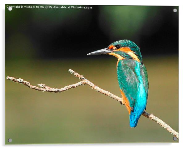  Kingfisher Acrylic by michael freeth