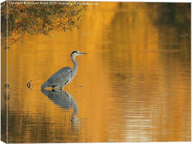  Heron at sunset Canvas Print by michael freeth