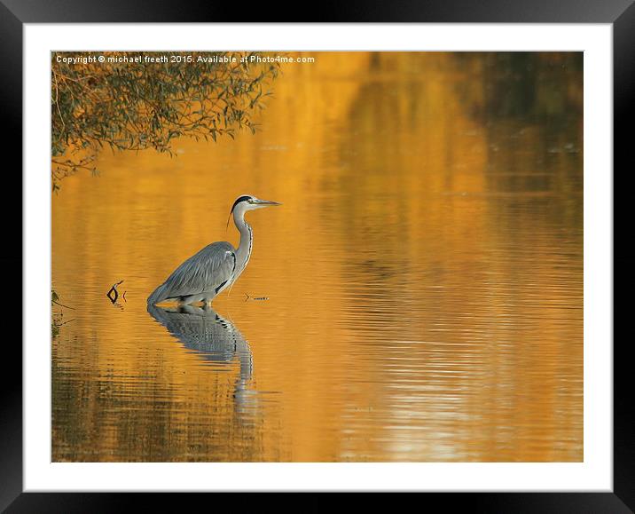  Heron at sunset Framed Mounted Print by michael freeth
