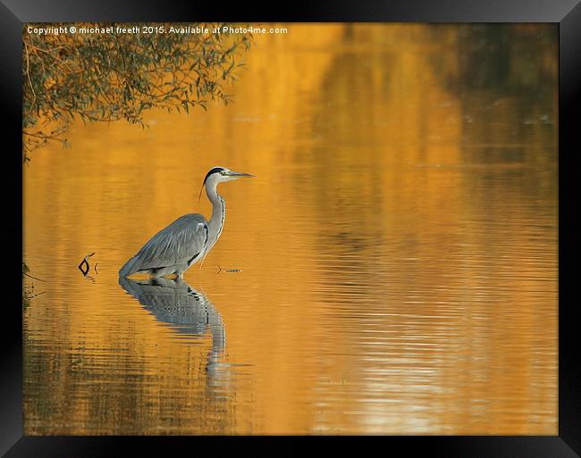  Heron at sunset Framed Print by michael freeth