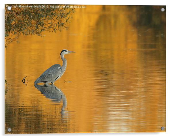  Heron at sunset Acrylic by michael freeth