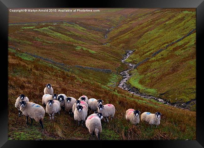 Dales Sheep on Harthope Moor Upper Teesdale Framed Print by Martyn Arnold