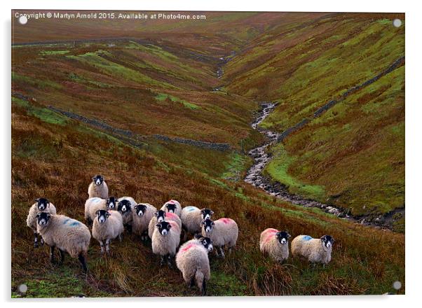 Dales Sheep on Harthope Moor Upper Teesdale Acrylic by Martyn Arnold