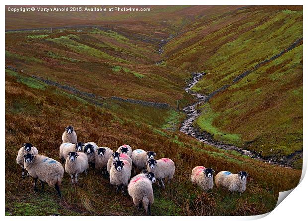 Dales Sheep on Harthope Moor Upper Teesdale Print by Martyn Arnold
