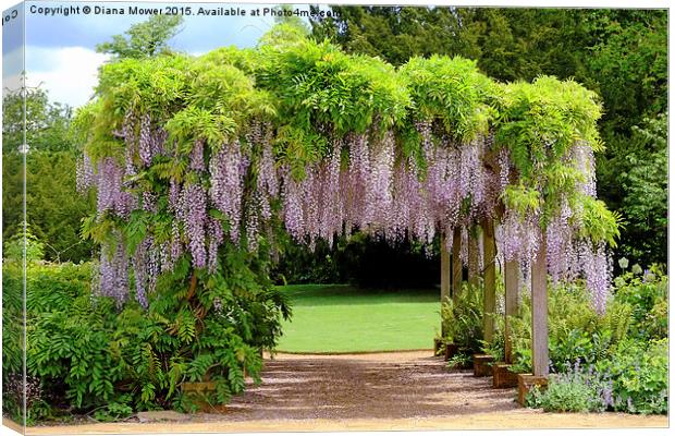  Wisteria Arch  Canvas Print by Diana Mower