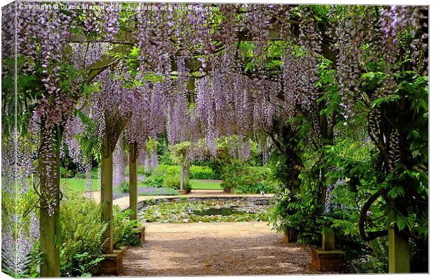Through the  Wisteria Arch  Canvas Print by Diana Mower