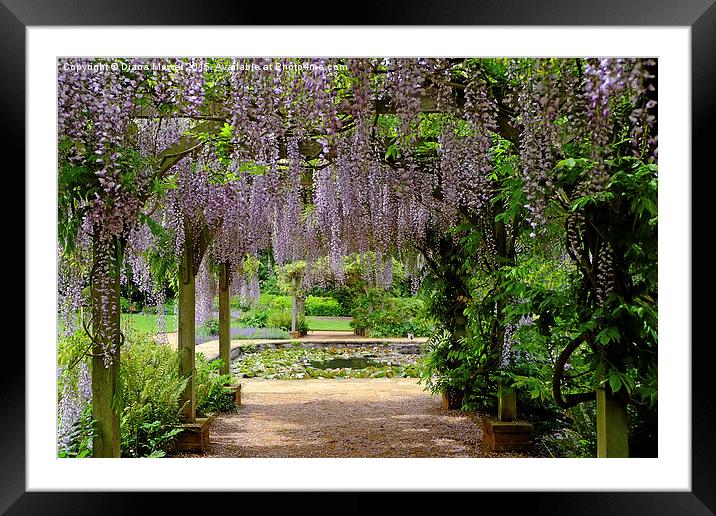 Through the  Wisteria Arch  Framed Mounted Print by Diana Mower
