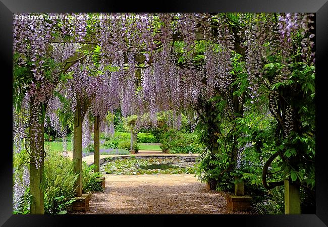 Through the  Wisteria Arch  Framed Print by Diana Mower