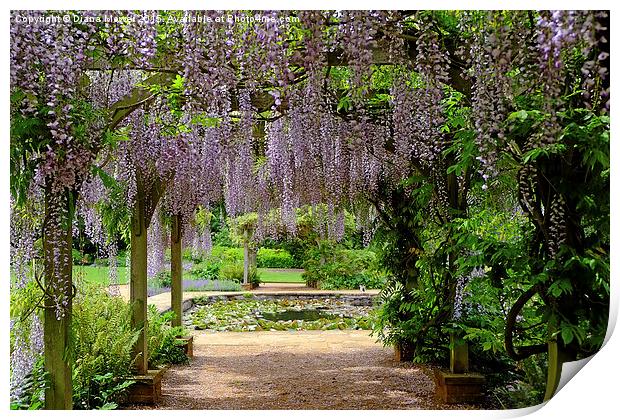 Through the  Wisteria Arch  Print by Diana Mower