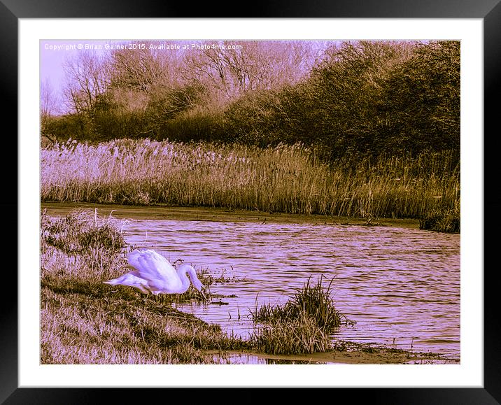  Swan on the Grantham Canal Framed Mounted Print by Brian Garner