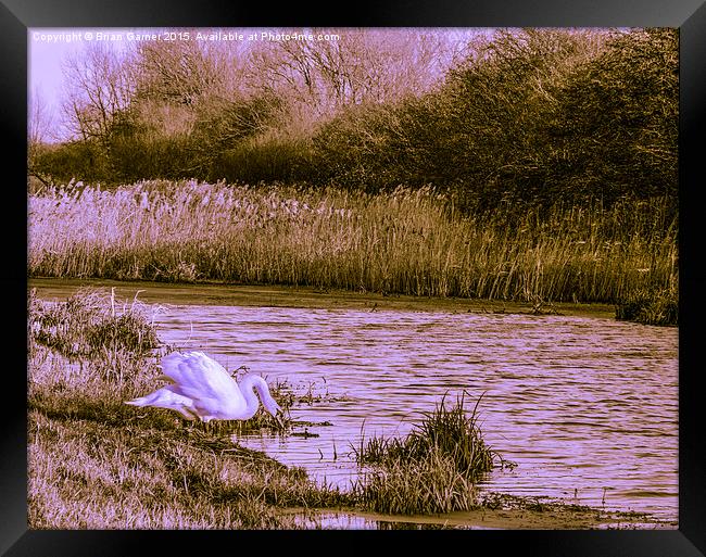  Swan on the Grantham Canal Framed Print by Brian Garner