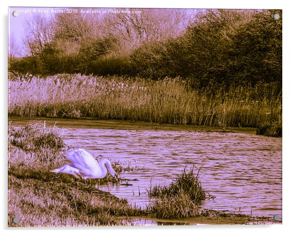  Swan on the Grantham Canal Acrylic by Brian Garner