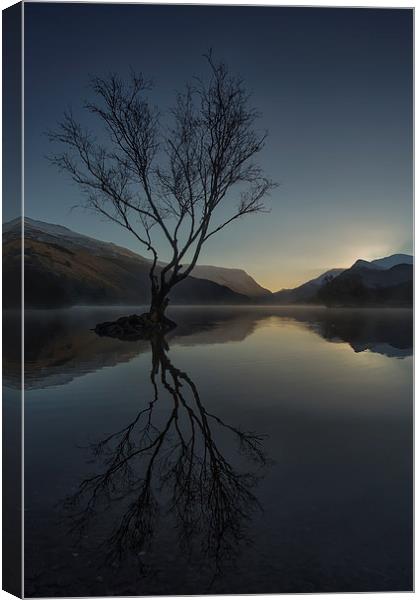  The Lone Tree Canvas Print by Jed Pearson
