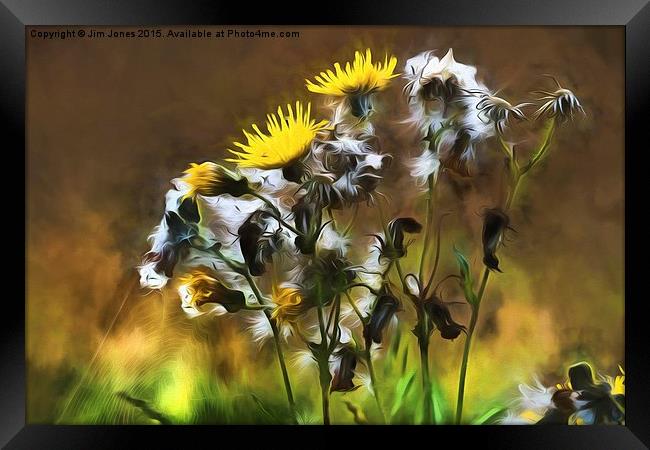  Ragwort Life Cycle with artistic filter Framed Print by Jim Jones