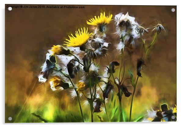  Ragwort Life Cycle with artistic filter Acrylic by Jim Jones