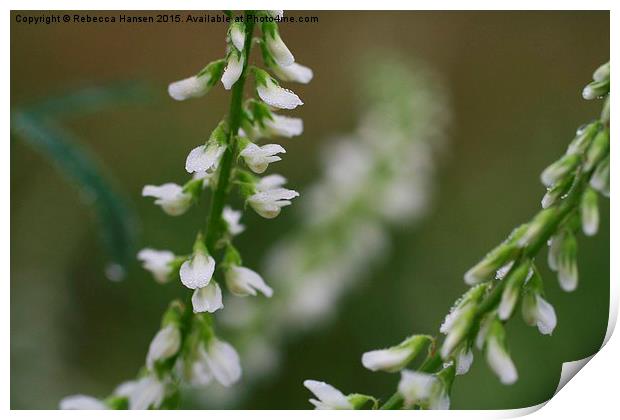  White Sweet Clover Print by Rebecca Hansen