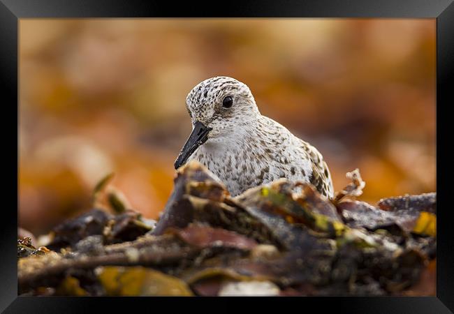 Sanderling hiding Framed Print by Gabor Pozsgai