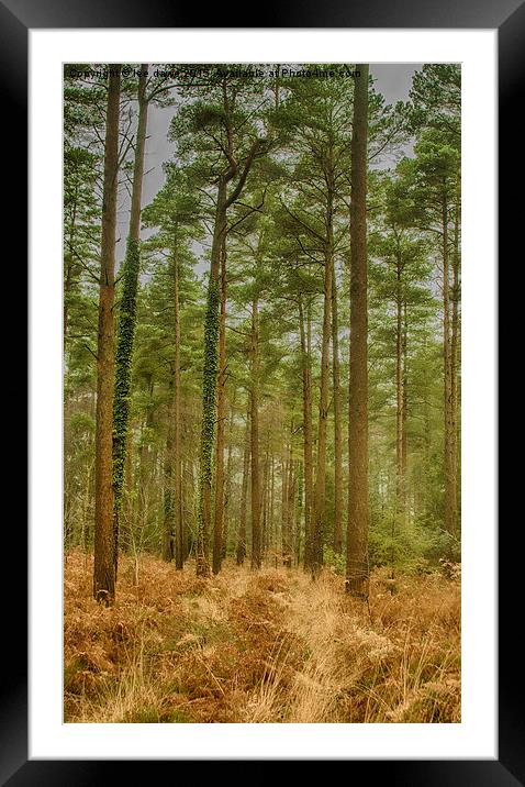  Haldon Forest Framed Mounted Print by Images of Devon