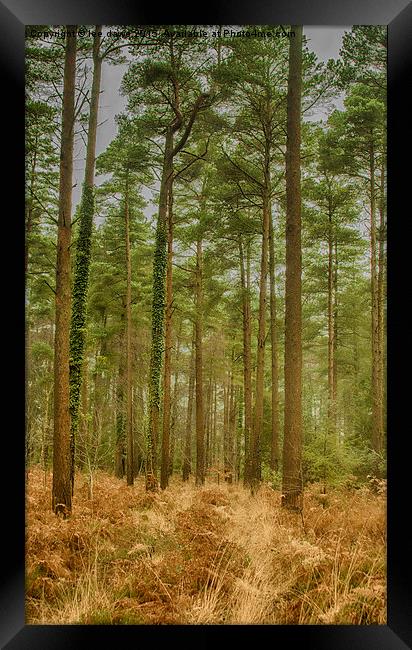  Haldon Forest Framed Print by Images of Devon