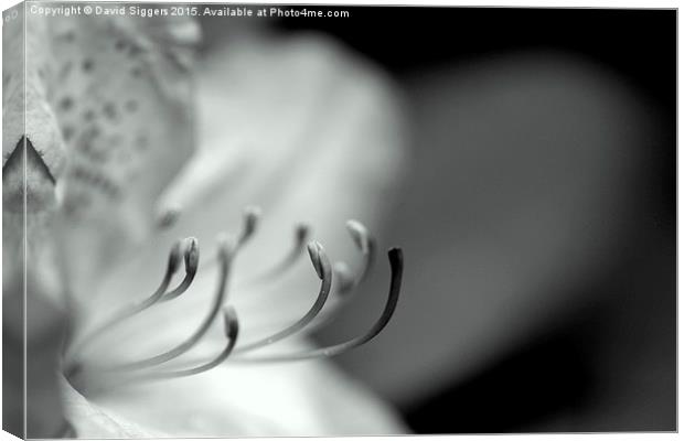  Black and White Flower Stamen Canvas Print by David Siggers