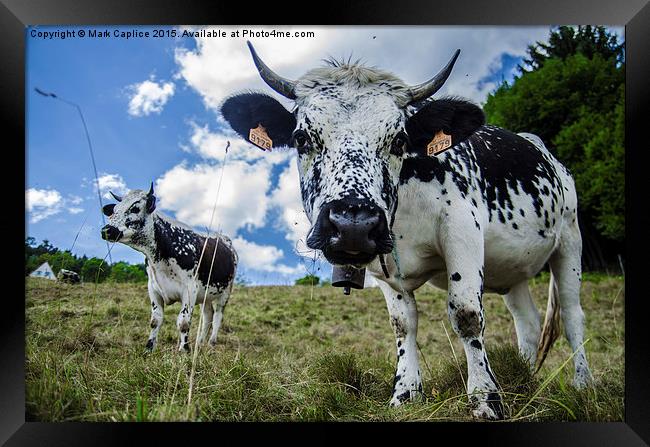  Moooooooo Framed Print by Mark Caplice