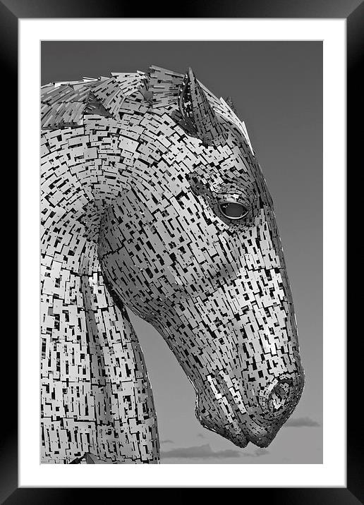 Black and White Kelpie Framed Mounted Print by Jim Bryce
