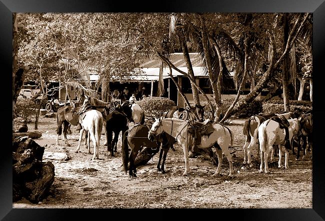  Lunch at the Ranch Framed Print by james balzano, jr.