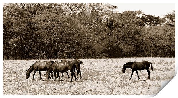  Horses Duo Print by james balzano, jr.