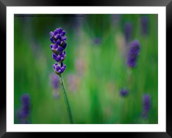  Lavender Framed Mounted Print by Mark Caplice