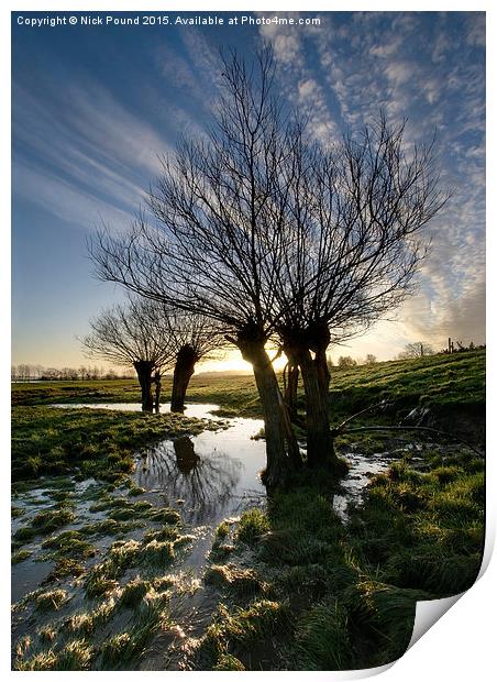 Willow Trees Print by Nick Pound