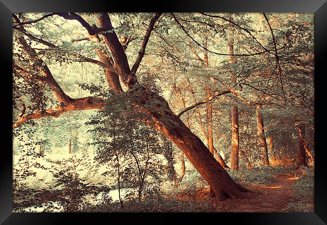  Fairy Woods  Framed Print by Jenny Rainbow