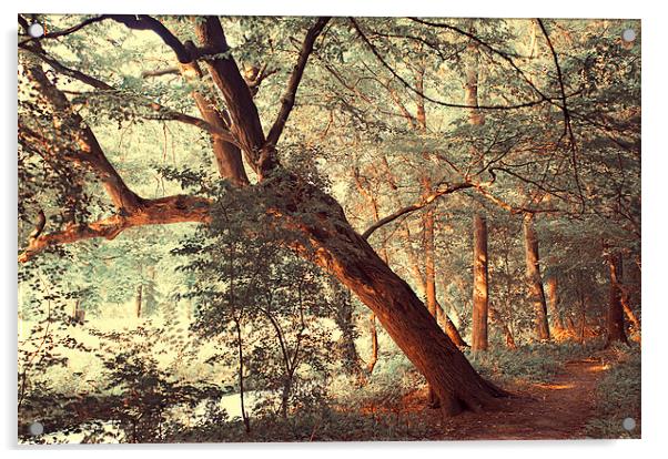  Fairy Woods  Acrylic by Jenny Rainbow