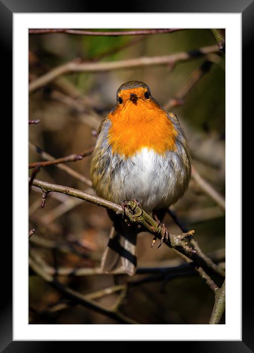  Robin Redbreast Framed Mounted Print by Andy McGarry
