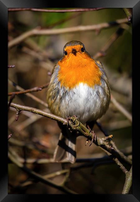  Robin Redbreast Framed Print by Andy McGarry