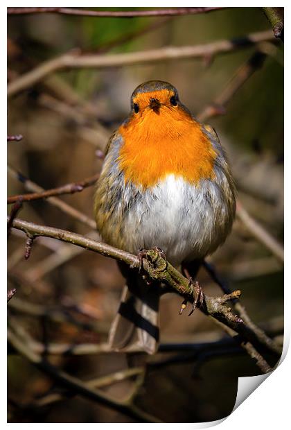 Robin Redbreast Print by Andy McGarry
