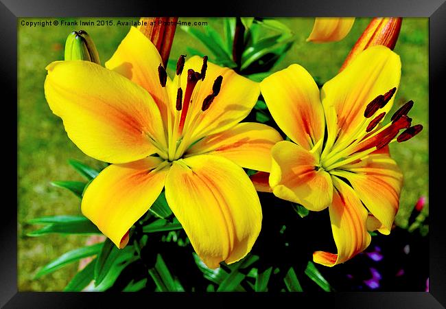 Beautiful Yellow Lilies Framed Print by Frank Irwin