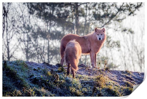  Arctic Wolf Print by Andy McGarry