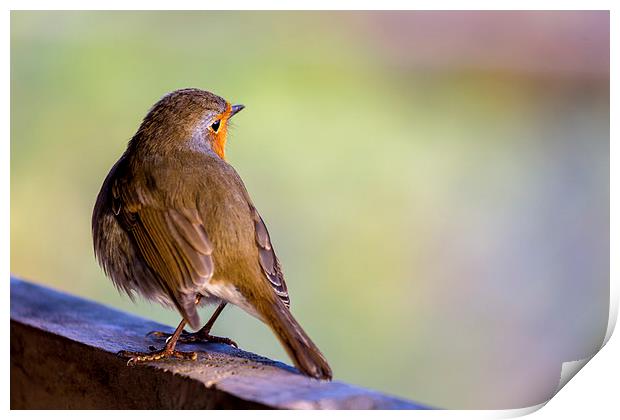  Robin Redbreast Portrait Print by Andy McGarry