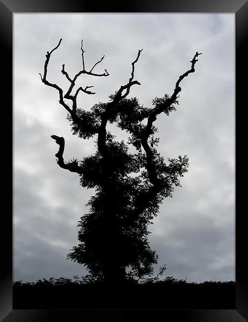 Gothic Tree Framed Print by Mary Lane