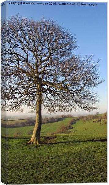  Lone Tree Canvas Print by alastair morgan