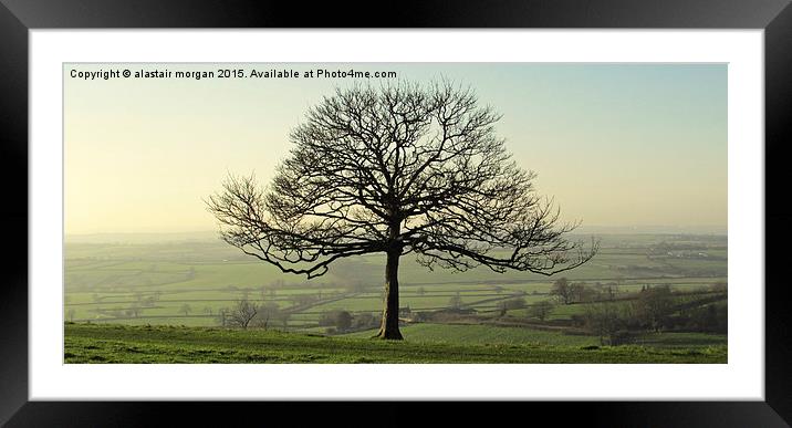 Bare Oak Framed Mounted Print by alastair morgan