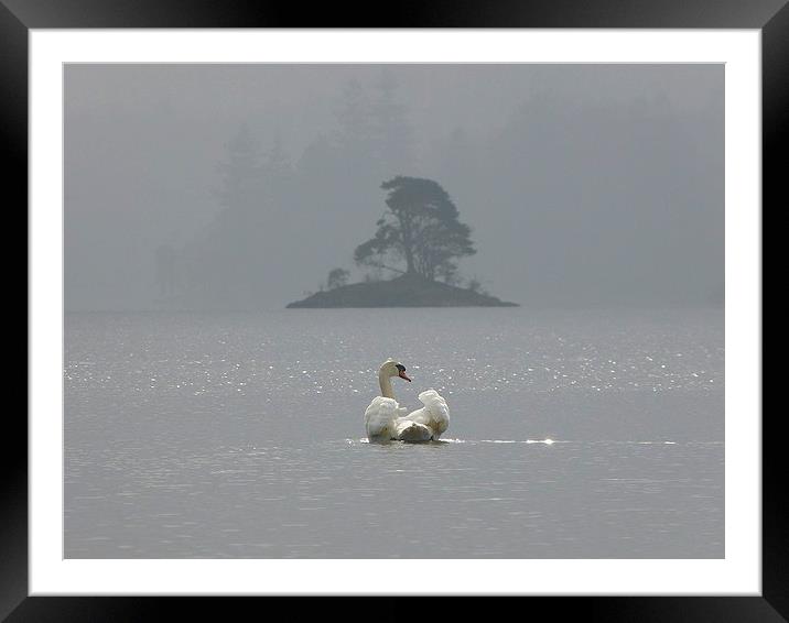  Swan on Derwentwater Framed Mounted Print by Darren and Amanda Leetham
