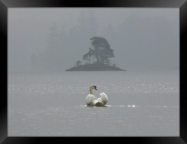  Swan on Derwentwater Framed Print by Darren and Amanda Leetham