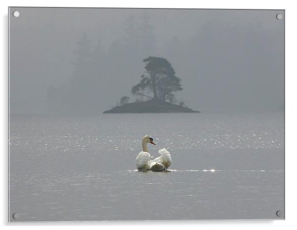  Swan on Derwentwater Acrylic by Darren and Amanda Leetham