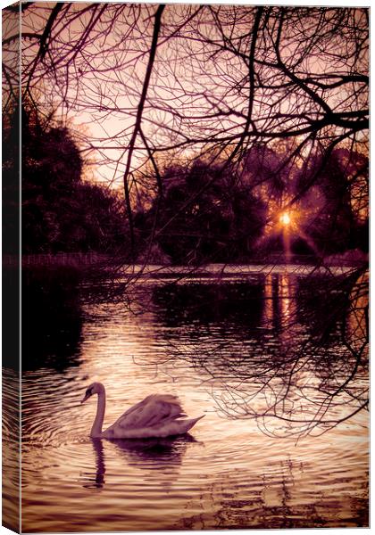  On Golden Pond. Canvas Print by Becky Dix