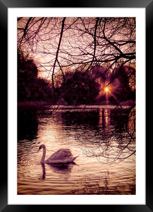  On Golden Pond. Framed Mounted Print by Becky Dix