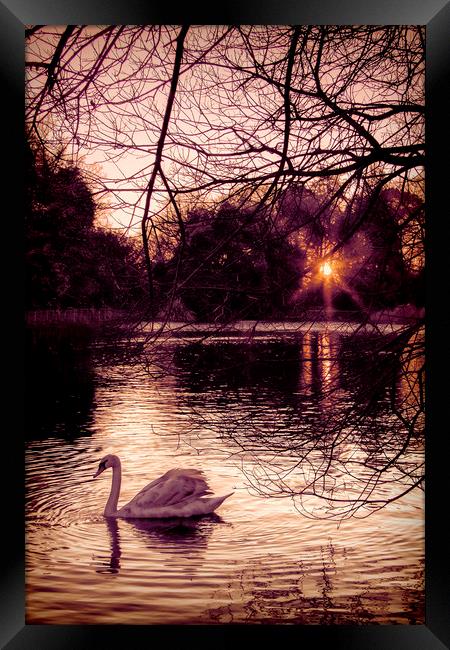  On Golden Pond. Framed Print by Becky Dix