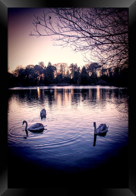  Swan Lake. Framed Print by Becky Dix