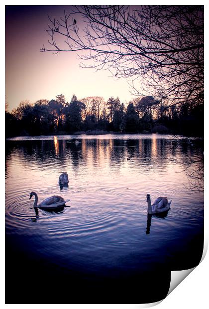 Swan Lake. Print by Becky Dix